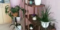 Успешное участие в областном этапе республиканского дистанционного конкурса по интерьерному дизайну и флористике "Зеленый дом"